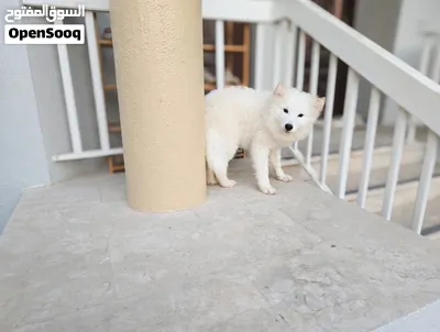 SAMOYED PUPPIES FOR ADOPTION – UAE 4