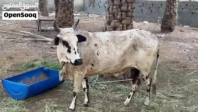 ماشاءالله تبارك الرحمن 2