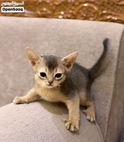 Abyssinian Type للبيع قطط حبشي abyssinian بيور - (288905634) | OpenSooq