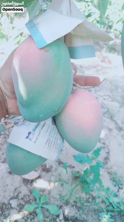 منجا وبس الحق اطلب شحنتك 2
