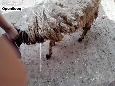 غنم تربية بيتي للبيع بميت عقبة الجيزه و القاهره– الكيلو القايم 220 جنيه(ميزان حلال) 3