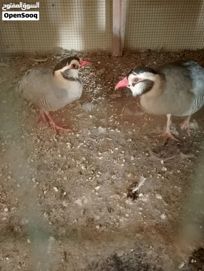 طيور للبيع 2