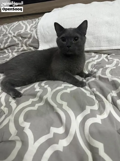 Russian Blue hypoallergenic male riyadh 3
