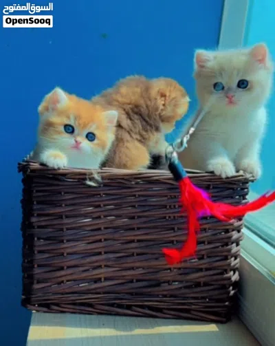 Purebred British Shorthair Kitten Blue Golden Ay12 ( rare color) 4