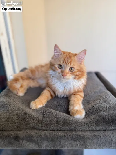 1 YEAR OLD MALE PERSIAN KITTEN AVAILABLE FOR ADOPTION (VACCINATED AND DEWORMED) 2