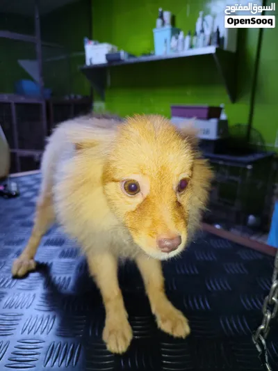 Pet Shop amerat 2