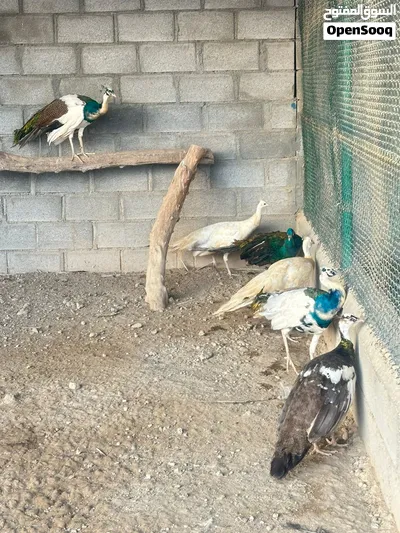 للبيع ازواج طاؤوس 2
