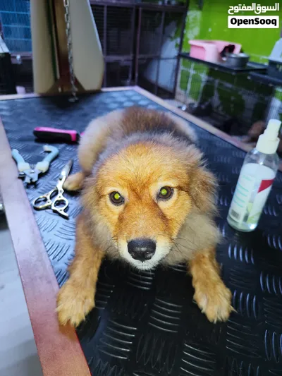 Pet Shop amerat 4