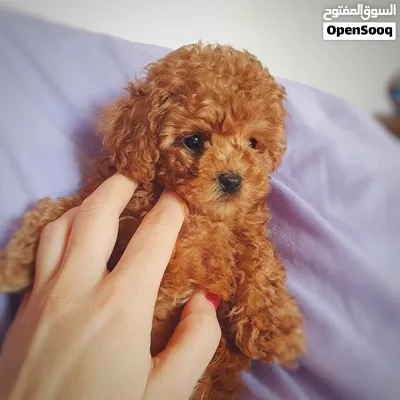 Poodle Puppy 3