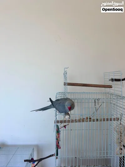 Bird Healthy & Well Cared For 3
