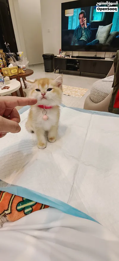 British short hair kitten NY12 قطط 4
