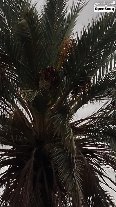 عدد نخلتين معبيات بلح للبيع 2