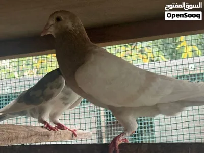 Pigeons of many varieties above 100 pcs 3