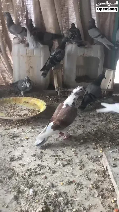 9 جواز حمام شغالات كل الالوان 2