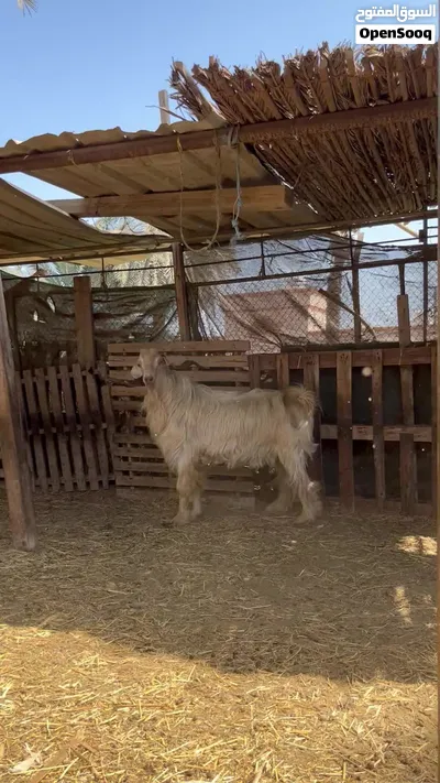 تيس جمودي العماني 2
