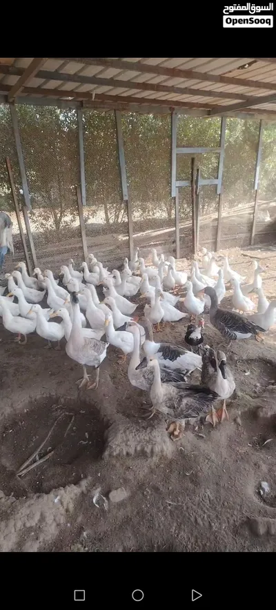 مزرعه جميع انواع الطيور 3