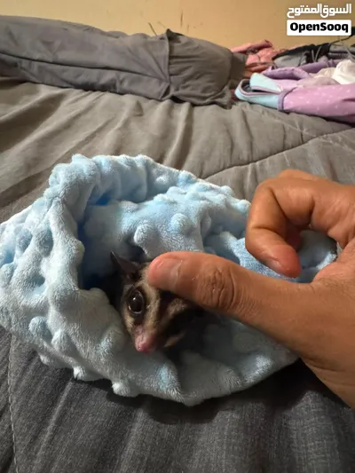 شوقر غلايدر sugar glider 4
