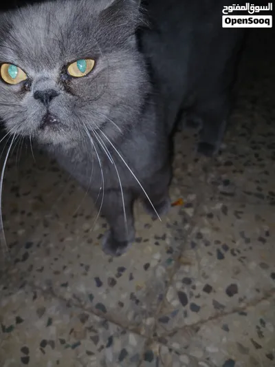قط أليف للبيع 2