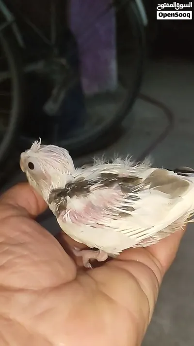 ثلاث قطع كوكتيل التفاصيل والاسعار بالشرح راسلني واتساب ادزلك فيديو الهن 2