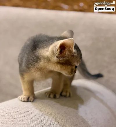 Abyssinian Type للبيع قطط حبشي abyssinian بيور - (288905634) | OpenSooq