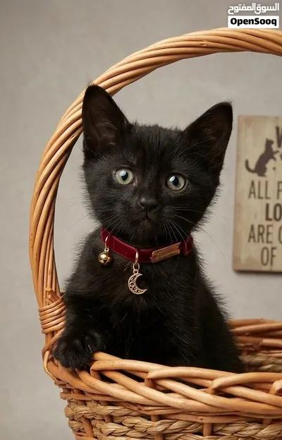Rare Beauty Kitten 4