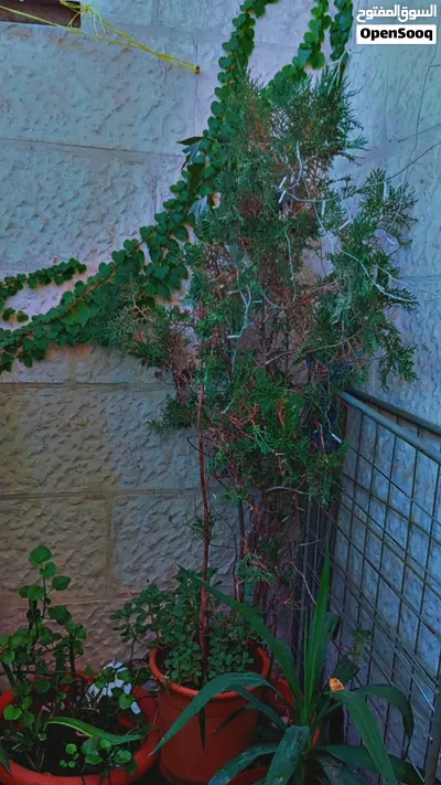 زريعه وضعها ممتاز 2