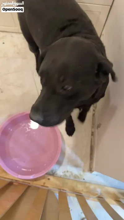 For sale (Black Labrador Retriever) 2