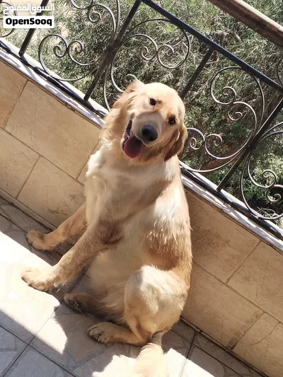 نتاية جولدن ريتريفر بيور ممتازة - عمر 9 شهور مطعمة بالكامل بالدفتر 3