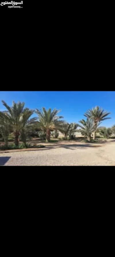 أرض للبيع من المالك بعد ضبعة 3 دونم 700م الخريم حوض 5/وادي الحمام خدمات متوفرة تم تنزيل السعر ل 3300 2