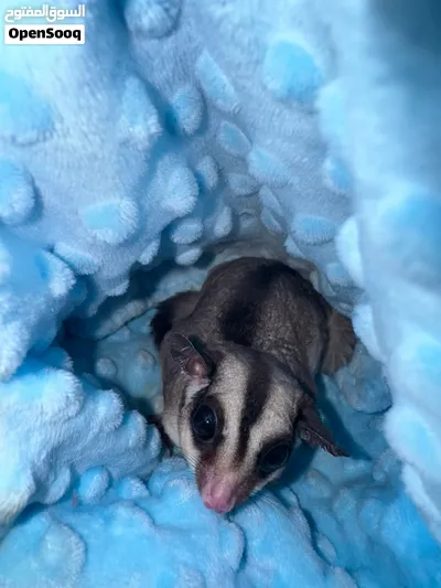 شوقر غلايدر sugar glider 3