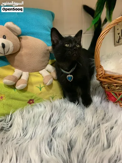Rare Beauty Kitten 3
