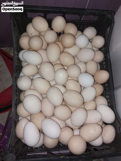 فرخات لوهمان 3