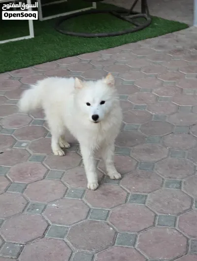 SAMOYED PUPPIES FOR ADOPTION – UAE 3
