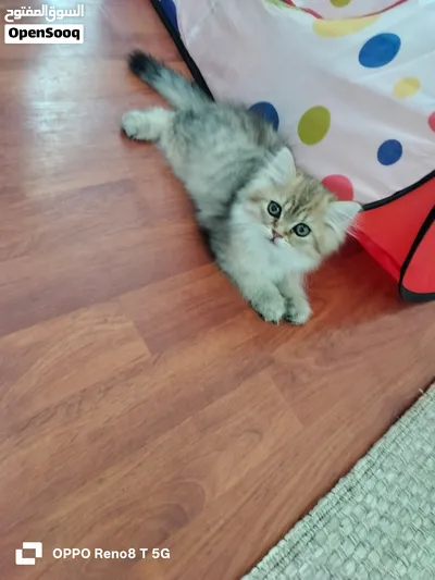 persian Mix-Male -4Months 4