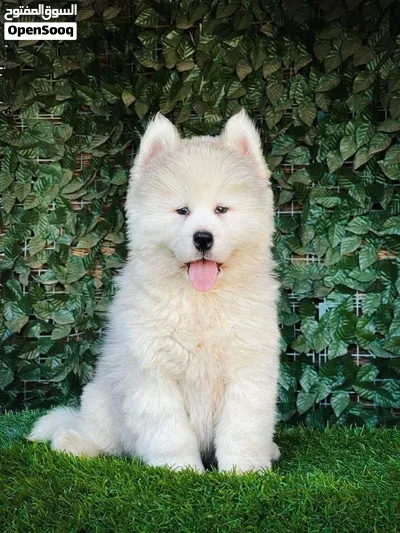 A PURE STANDARD HUSKY PUPPY IS READY FOR A NEW HOME 4