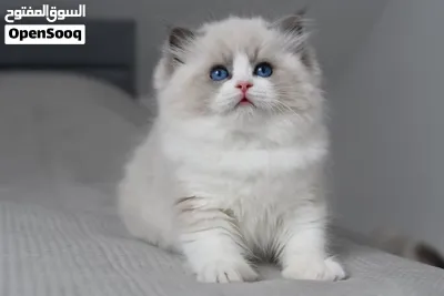 Ragdoll Kitten 3
