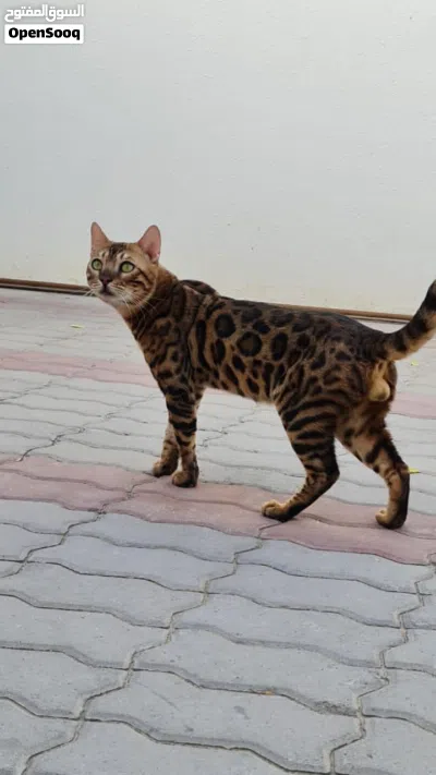 PURE BREED BENGAL FOR MATING 2