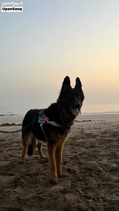 كلبه جيرمن للبيع 3