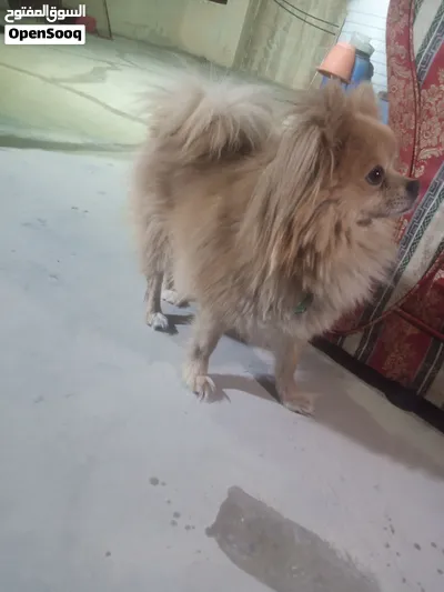 كلب بورمنيان 2