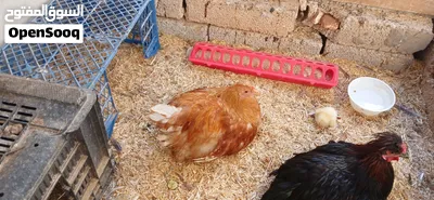 دجاج باندا للبيع 4