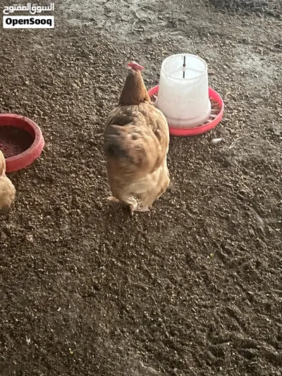 دجاج كوشن للبيع منتجات 4