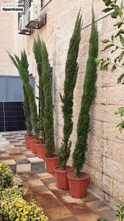 للبيع مجموعة من اشجار سرو 3 امتار واكثر لتزيين حدائق المنزل 4