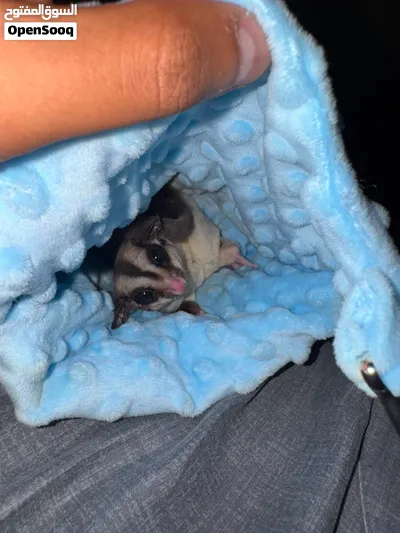 شوقر غلايدر sugar glider 2