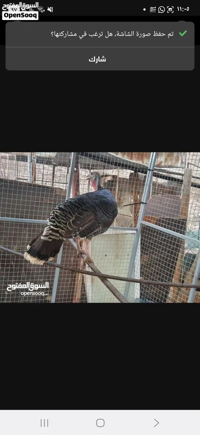 للبيع دجاج رومي أنثى منتجة 2
