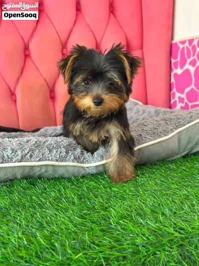 Yorkieshire 2