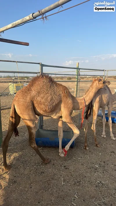 بكره للبيع 2