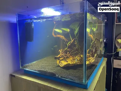 Big fish tank with fish and all accessories comes with two strong ...