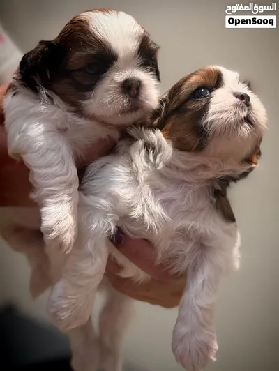 Purebred Shih Tzu Puppies Looking for Loving Homes! 4