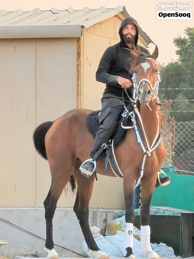 خيل عربي خصي بدون جواز العمر 8 سنوات 3