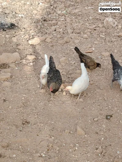 فراخ دجاج و حبش 4